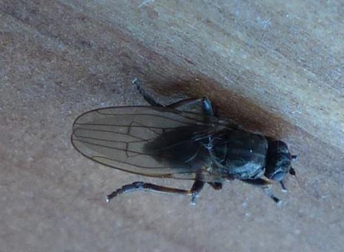 Copromyza sp.