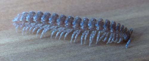 Polydesmus angustus