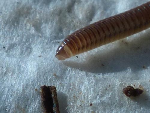 Cylindroiulus punctatus