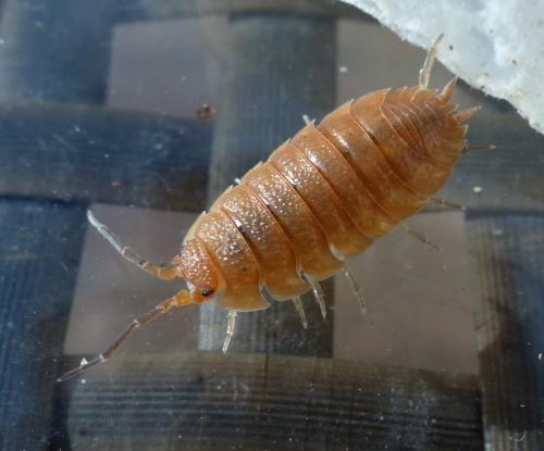 Porcellio scaber