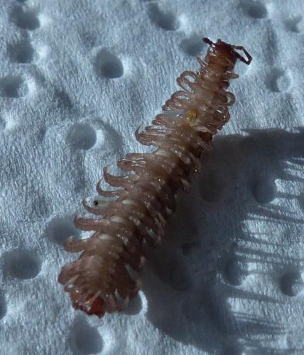 Polydesmus angustus