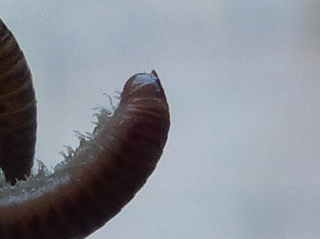 Cylindroiulus punctatus