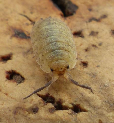 Porcellio scaber