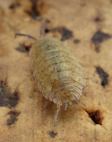 Porcellio scaber