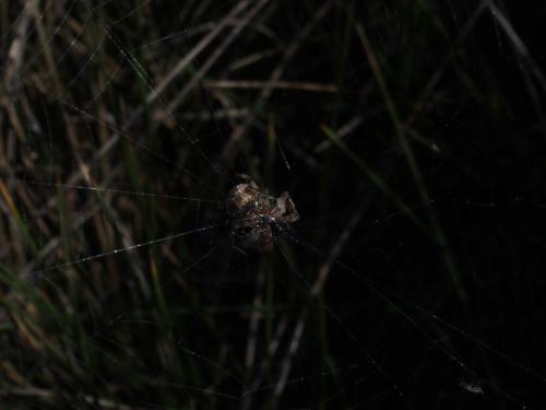 Réf. 199 197 : Larinioides suspicax