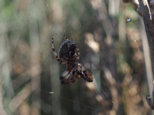 Larinioides suspicax
