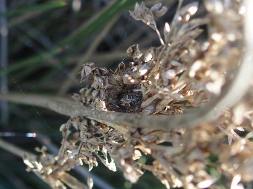 Réf. 199 050 : Larinioides suspicax