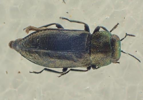 Réf. 199 066 : Anthaxia sp.