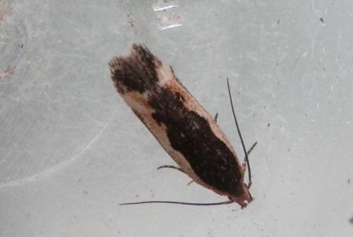 Réf. 199 105 : Cosmardia moritzella