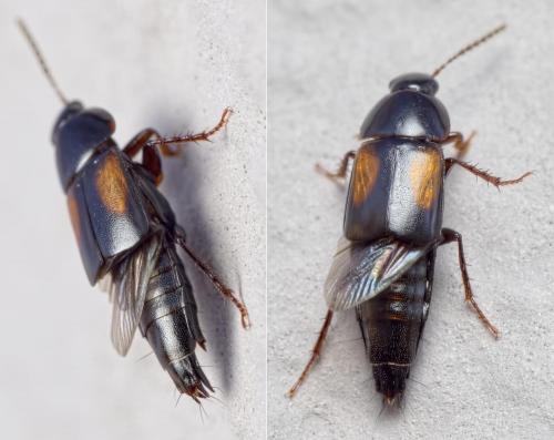 Réf. 199 202 : Tachinus subterraneus