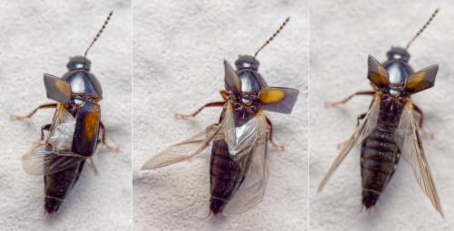 Réf. 199 203 : Tachinus subterraneus