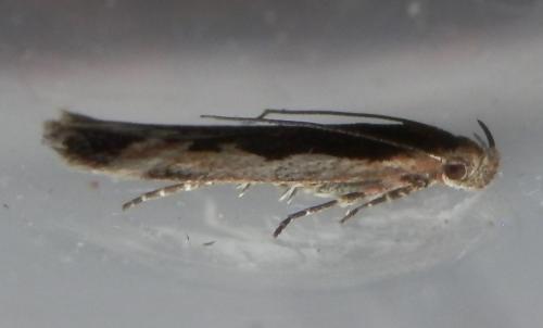 Réf. 199 119 : Cosmardia moritzella