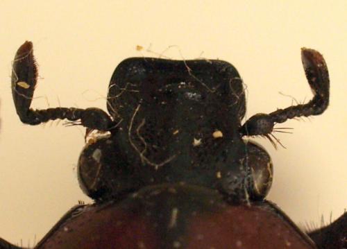 Réf. 199 247 : Chlorocala sp.