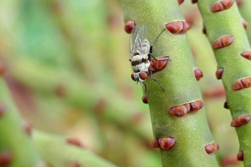 Anthomyia sp.