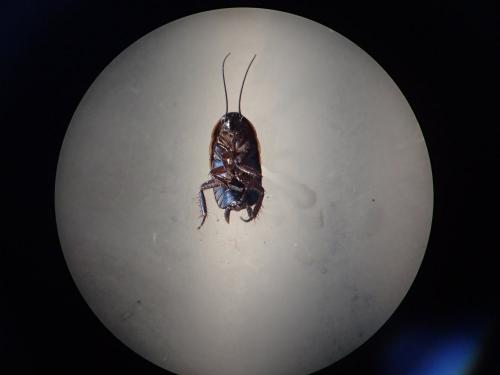 Réf. 199 410 : Loboptera sp.
