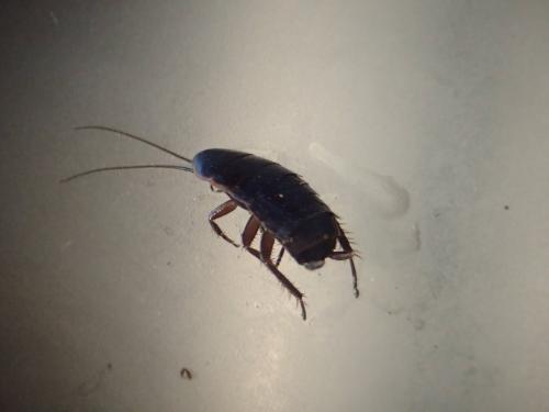 Réf. 199 412 : Loboptera sp.