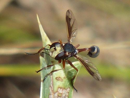 Réf. 199 079 : Physocephala vittata