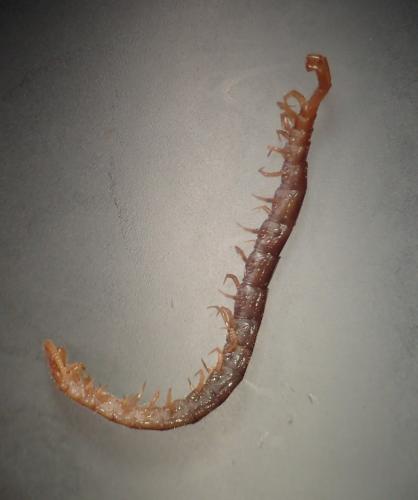 Cryptops sp.