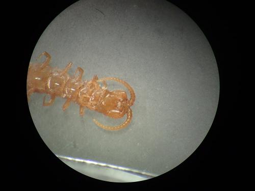 Cryptops sp.