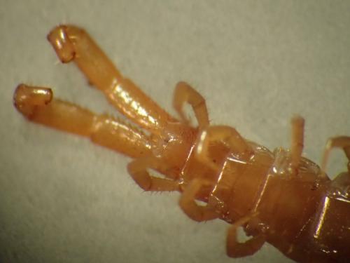 Cryptops sp.