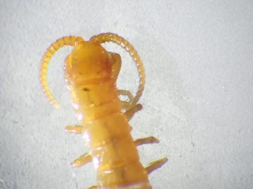 Cryptops sp.
