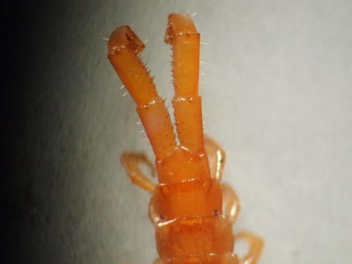 Cryptops sp.