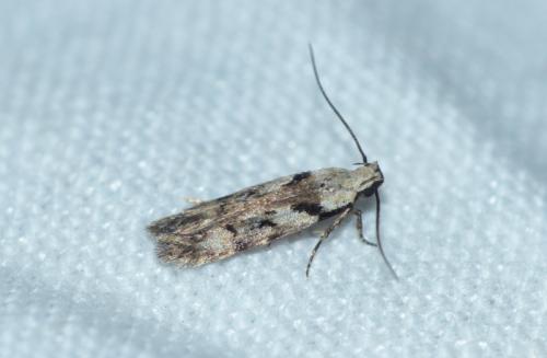 Réf. 199 753 : Carpatolechia decorella