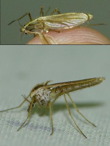 Chaoborus obscuripes