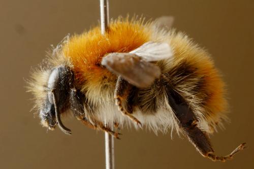 Bombus sp.