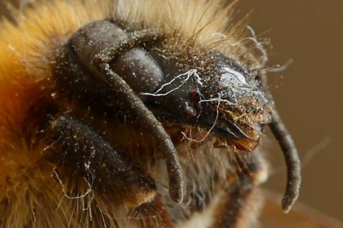 Bombus sp.