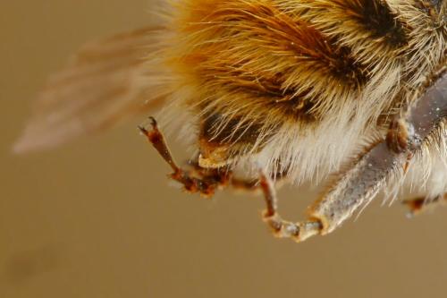 Bombus sp.