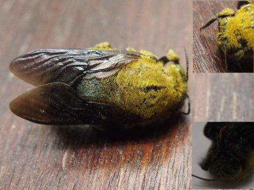 Réf. 199 617 : Xylocopa pubescens