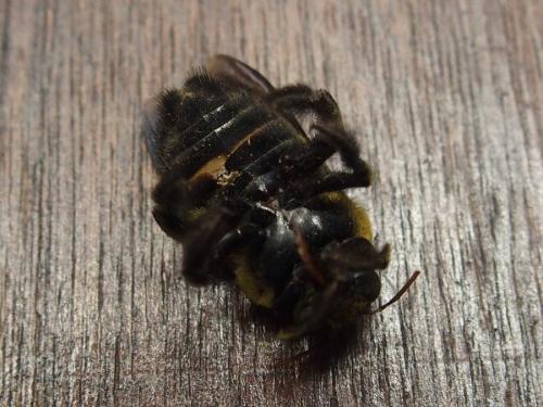 Xylocopa pubescens