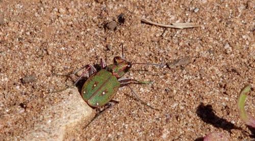 Cicindela maroccana maroccana