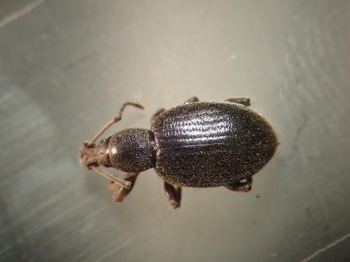 Réf. 199 637 : Otiorhynchus meridionalis
