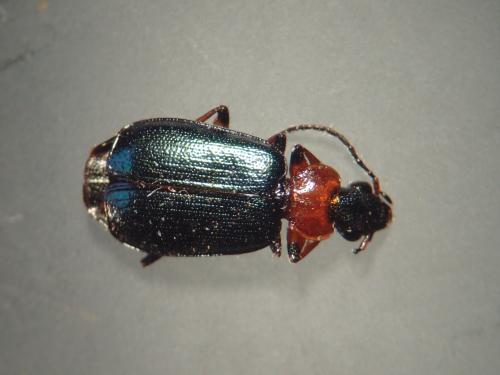 Réf. 199 774 : Lebia rufipes