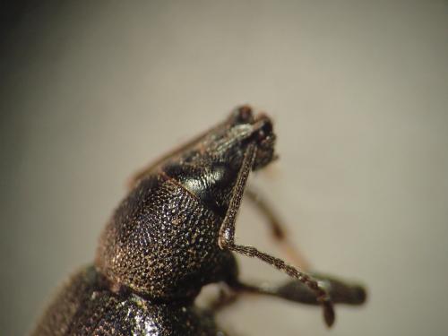 Réf. 199 638 : Otiorhynchus meridionalis