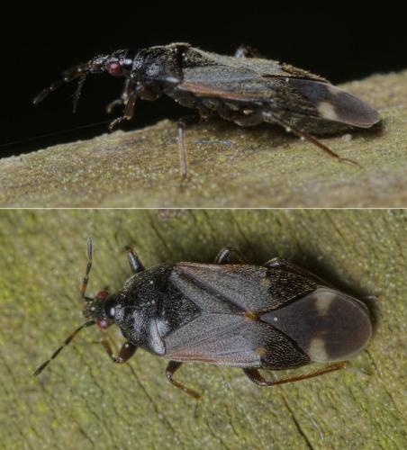 Anthocoris amplicollis