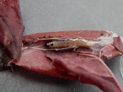 Acleris rhombana
