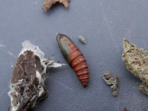 Acleris rhombana