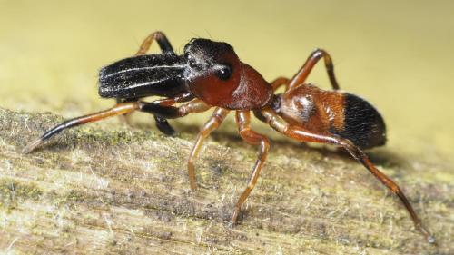 Réf. 199 368 : Myrmarachne formicaria