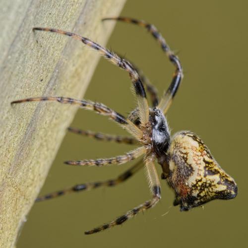 Réf. 199 677 : Cyclosa conica