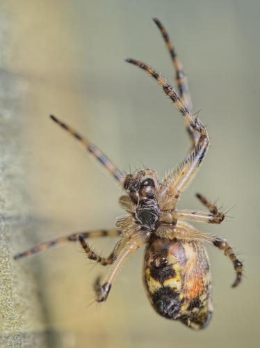 Réf. 199 678 : Cyclosa conica
