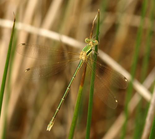 Lestes barbarus