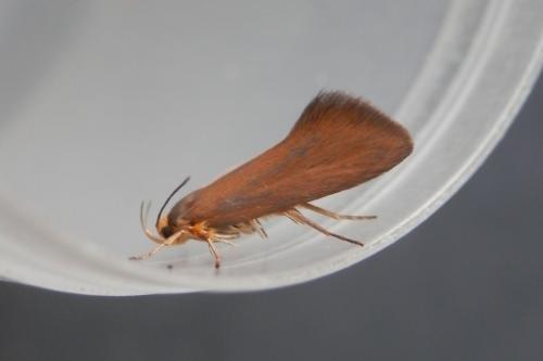 Crassa unitella