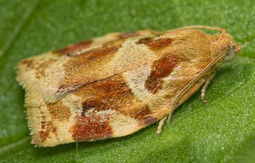 Réf. 199 969 : Archips xylosteana