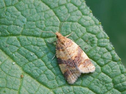 Epagoge grotiana