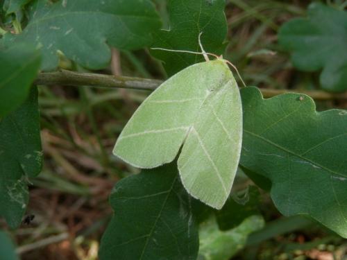 Bena bicolorana