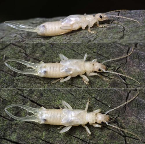 Forficula auricularia