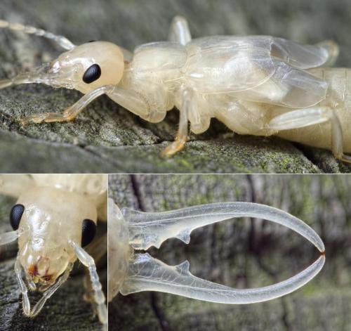 Forficula auricularia